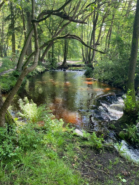 Ein Bach fließt durch ein bewaldetes Gebiet, umgeben von hohen Bäumen und üppigem Grün.